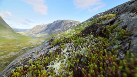 Tundra-Artica.-Hermosa-Naturaleza-Paisaje-Natural-De-Noruega.