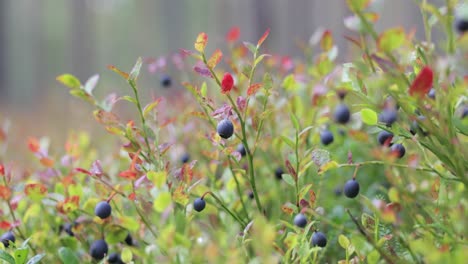 Wild-Bilberries-(Vaccinium-myrtillus)-in-the-forest.