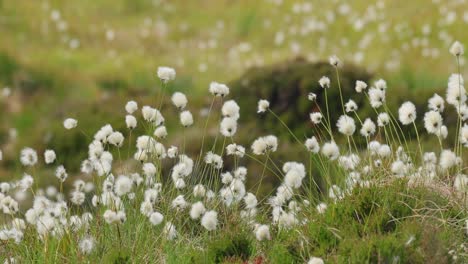 Wunderschöne-Weiße-Samenköpfe-Von-Hasenschwanz-Wollgras-(Eriophorum-Vaginatum)-An-Einem-Sommertag-In-Der-Norwegischen-Natur.