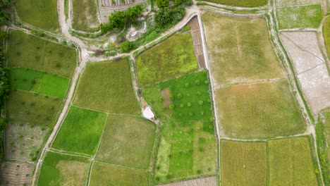 Top-down-view-of-farm-fields