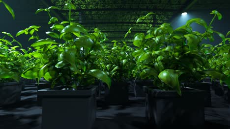 Robotic-arms-looking-after-fresh,-young,-green-plants-in-a-vast,-modern,-foggy-greenhouse.-Soft,-cold-spotlights-illuminate-the-leaves-revealing-their-natural,-vibrant,-healthy-color.