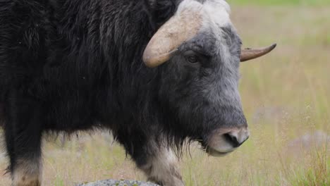 Muskox-(Ovibos-moschatus,-in-Latin-musky-sheep-ox),-also-spelled-musk-ox-and-musk-ox,-plural-muskoxen-or-musk-oxen-is-a-hoofed-mammal-of-the-family-Bovidae.