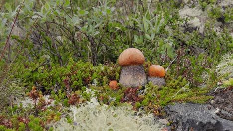 Beautiful-boletus-edulis-mushroom-in-arctic-tundra-moss.-White-mushroom-in-Beautiful-Nature-Norway-natural-landscape.-Mushrooms-season.