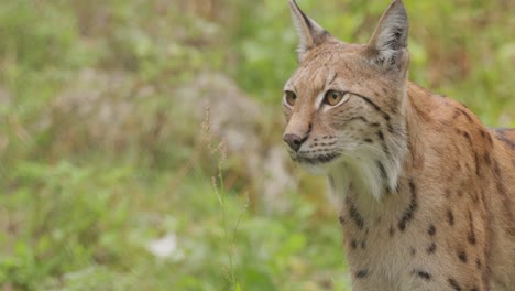 El-Lince-Euroasiático-(lynx-Lynx)-En-El-Bosque.