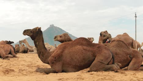 Camels-at-the-Pushkar-Fair,-also-called-the-Pushkar-Camel-Fair-or-locally-as-Kartik-Mela-is-an-annual-multi-day-livestock-fair-and-cultural-held-in-the-town-of-Pushkar-Rajasthan,-India.
