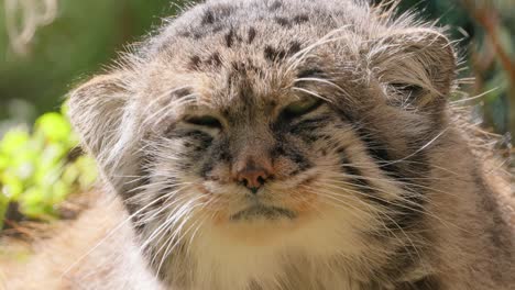 Pallas's-cat-(Otocolobus-manul),-also-known-as-the-manul,-is-a-small-wild-cat-with-long-and-dense-light-grey-fur,-and-rounded-ears-set-low-on-the-sides-of-the-head.