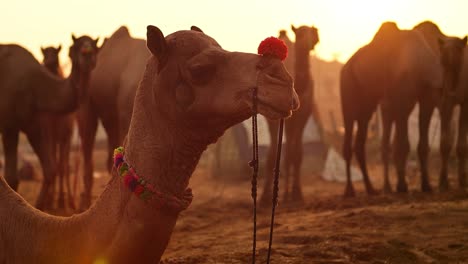 Camellos-En-Cámara-Lenta-En-La-Feria-De-Pushkar,-También-Llamada-Feria-De-Camellos-De-Pushkar-O-Localmente-Como-Kartik-Mela,-Es-Una-Feria-Ganadera-Y-Cultural-Anual-De-Varios-Días-Que-Se-Celebra-En-La-Ciudad-De-Pushkar,-Rajasthan,-India.