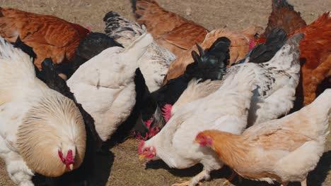 Pollos-Domésticos-De-Pastoreo-En-Libertad,-Gallos-Caminando-Sobre-La-Hierba-Alimentándose-En-Una-Cooperativa-Rural-De-Granja-Ecológica