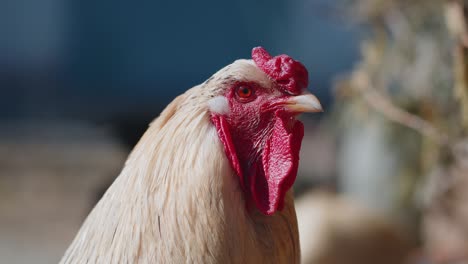 Free-range-one-white-domestic-rooster-chicken-on-a-small-rural-eco-farm,-hen-looking-at-camera