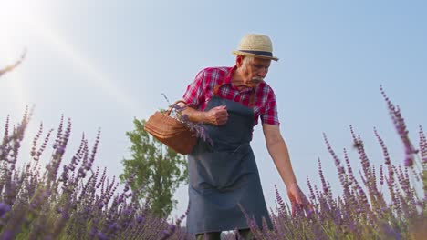 Senior-old-man-grandfather-farmer-growing-lavender-plant-in-herb-garden-field,-farm-eco-business