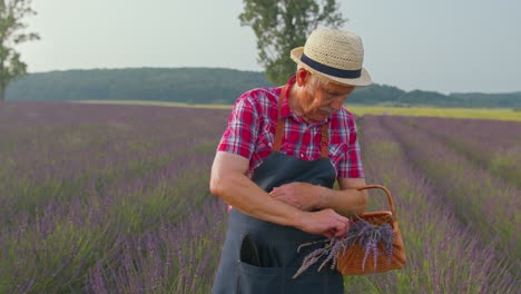 Happy-senior-farmer-grandfather-in-field-growing-purple-lavender,-raising-fists-in-gesture-I-did-it
