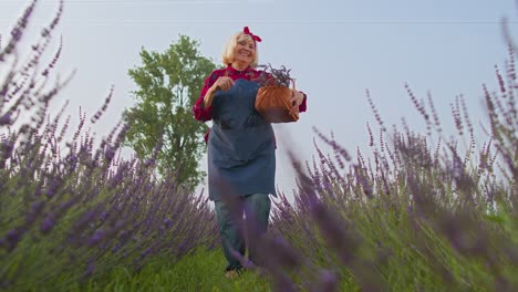 Ältere-Großmutter-Bäuerin-Sammelt-Lavendelblüten-Auf-Dem-Feld,-Tanzt,-Feiert-Erfolg