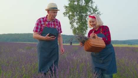 Senior-grandfather,-grandmother-farmers-growing-lavender,-holding-digital-tablet,-examining-harvest