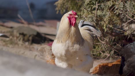 Free-range-one-big-white-domestic-rooster-chicken-on-a-small-rural-eco-farm,-hen-looking-at-camera
