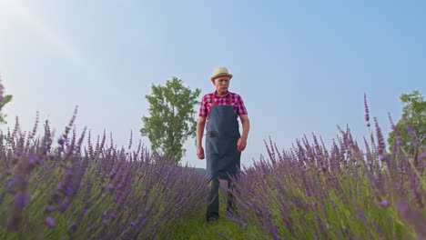 Senior-man-grandfather-farmer-growing-gardening-lavender-plant-in-herb-garden,-retirement-activities