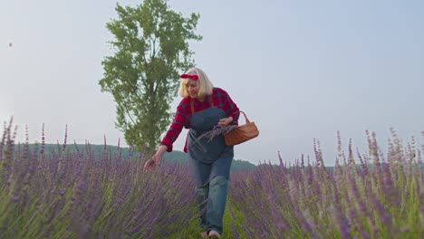 Senior-old-woman-grandmother-farmer-growing-lavender-plant-in-herb-garden-field,-farm-eco-business