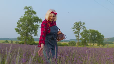 Senior-farmer-worker-grandmother-woman-in-organic-field-growing,-gathering-purple-lavender-flowers