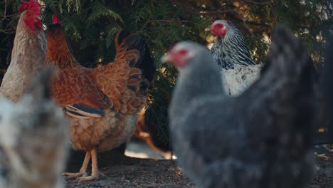 Many-domestic-chickens-and-roosters-relaxing,-walking-on-free-range-farm-near-tree-on-home-eco-farm