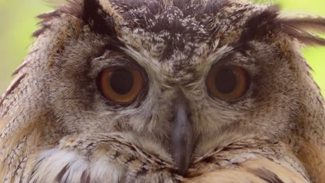 Eurasian-eagle-owl-(Bubo-bubo)-close-up.