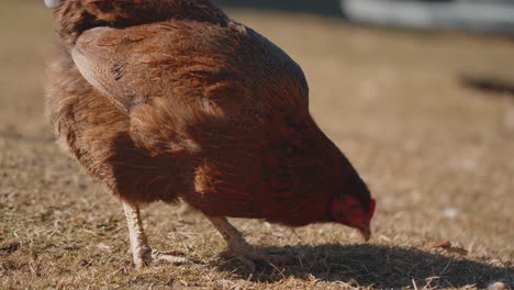 Close-up-free-range-brown-domestic-chicken-eating-grains,-peck-yellow-grass-on-small-eco-home-farm