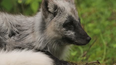 Arctic-fox-(Vulpes-lagopus)-also-known-as-the-white-fox,-polar-fox,-or-snow-fox.-Lives-in-to-the-Arctic-regions-of-the-Northern-Hemisphere-and-common-throughout-the-Arctic-tundra.