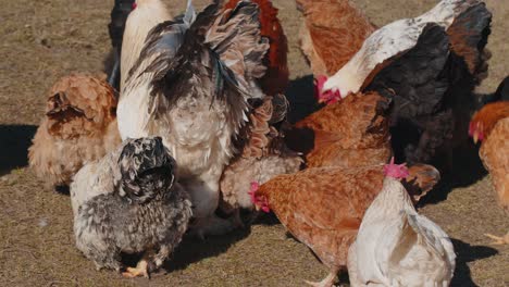 Pollos-Y-Gallos-Domésticos-Comiendo-Granos-En-Una-Granja-De-Campo-Libre-Con-Pasto-Amarillo-En-Una-Pequeña-Granja-Ecológica