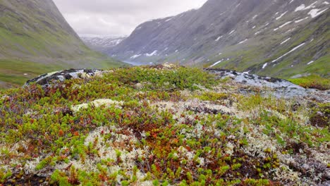 Arktischen-Tundra.-Schöne-Natur-Norwegen-Naturlandschaft.