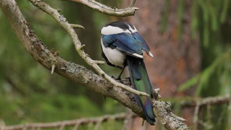 Eurasian-magpie-or-common-magpie-(Pica-pica)-is-a-resident-breeding-bird-throughout-the-northern-part-of-the-Eurasian-continent.