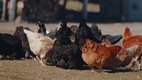 Pollos-Domésticos-De-Pastoreo-En-Libertad,-Gallos-Caminando-Sobre-La-Hierba-Alimentándose-En-Una-Cooperativa-Rural-De-Granja-Ecológica