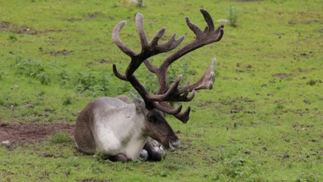 Reindeer-(Rangifer-tarandus)-on-the-green-grassland.