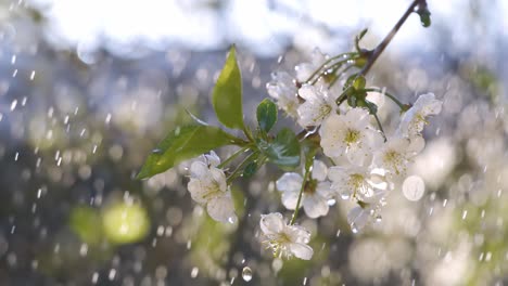 Cherry-blossom-period.-Drops-of-spring-rain-fall-on-a-cherry-blossom.-Shot-on-super-slow-motion-camera-1000-fps.