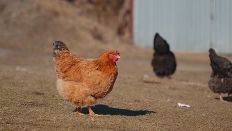 Free-range-brown-domestic-chicken-eating-grains,-peck-yellow-grass-on-small-eco-home-coop-farm