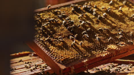 Beekeeper-Holds-Frame-with-Working-Bees