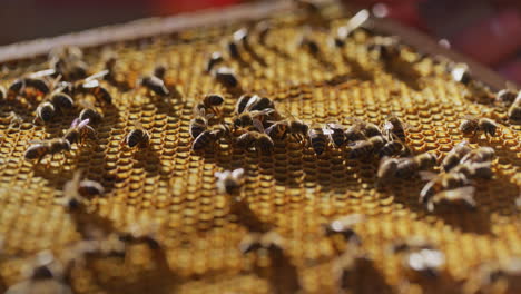 Blick-Auf-Bienen-Auf-Honigwaben