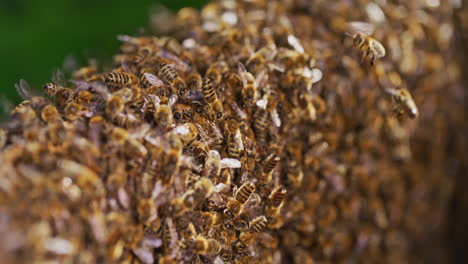 Tausende-Von-Arbeitsbienen-Im-Bienenstock