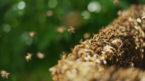 Nahaufnahme-Von-Bienen,-Die-In-Den-Bienenstock-Fliegen