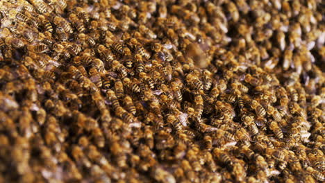 Ganze-Bienenfamilie-Betritt-Den-Bienenstock
