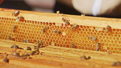 Beekeeper-Checks-Honeycombs