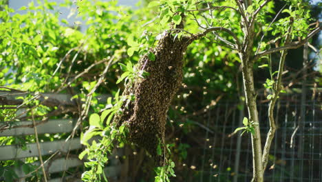 Close-Shot-of-Large-Swarm-of-Bees-on-Tree