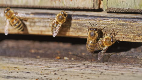 Close-Up-of-Bees-on-Wooden-Hive