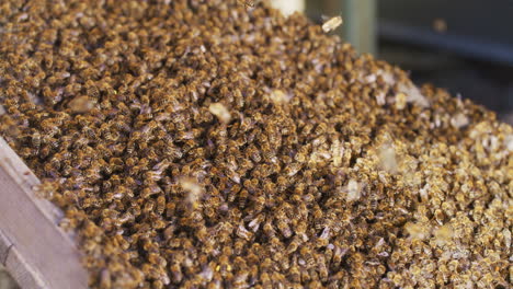 Bienen-Folgen-Der-Königin-In-Den-Bienenstock