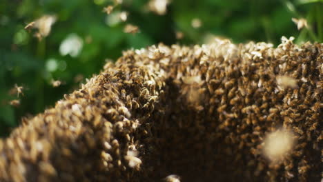 Close-Shot-of-Working-Bees-in-Hive