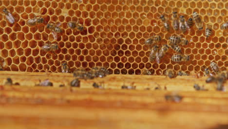 Beekeeper-Places-Frame-into-Hive