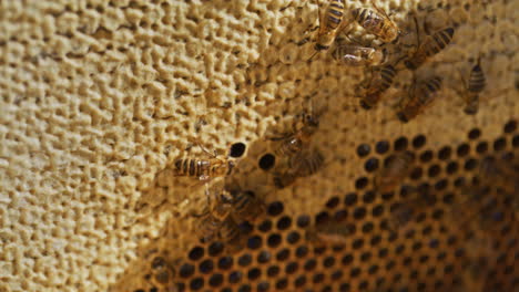 Close-Shot-of-Carniolan-Bees-on-Honeycomb