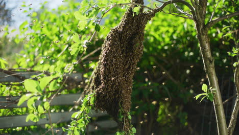 Riesiger-Bienenschwarm-Hängt-An-Einem-Ast