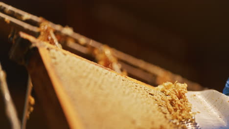 A-Beekeeper-Removes-Wax-from-Honeycomb