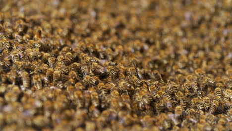 Makro-Nahaufnahme-Eines-Bienenschwarms