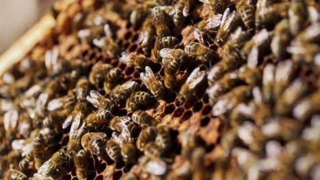 Close-Up-of-Bees-on-Honeycomb