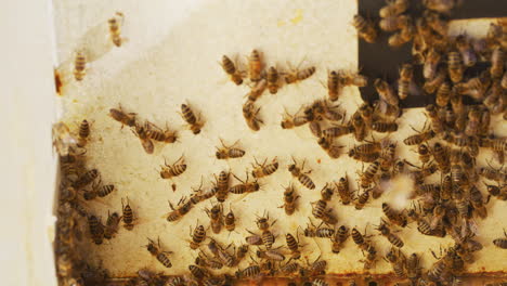 Inside-View-of-Bees-in-the-Hive