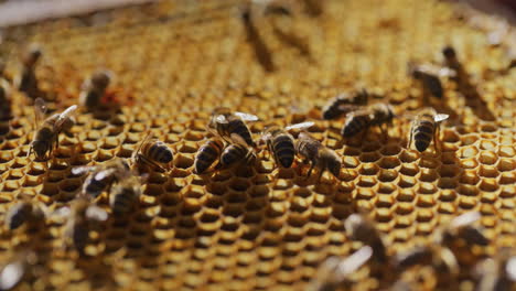 Bees-Produce-Honey-on-Honeycomb